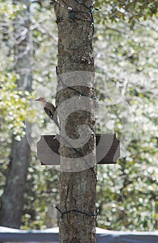 Red headed wood pecker photo