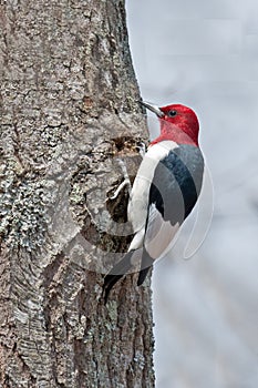 Red-headed Woodpecker