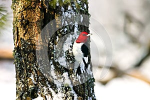 Red Headed Woodpecker Clinging to Tree in Snow