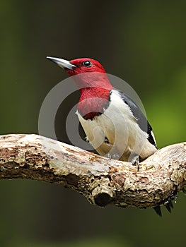 Red-headed Woodpecker Closeup