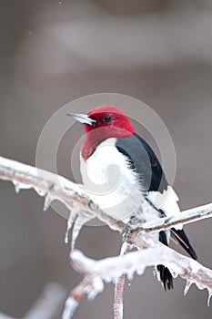 Red-headed woodpecker on icy branch