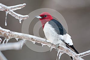 Red-headed woodpecker on icy branch