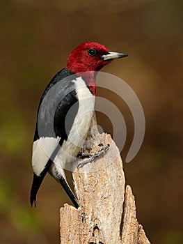 Red-headed Woodpecker (Melanerpes erythrocephalus)