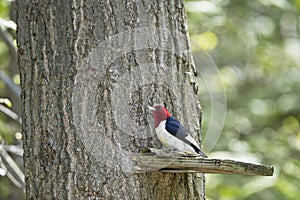 Red-Headed Woodpecker Melanerpes erythrocephalus