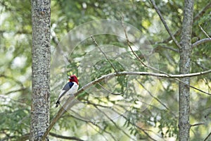 Red-Headed Woodpecker Melanerpes erythrocephalus