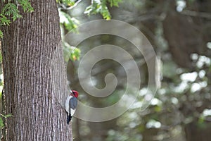 Red-Headed Woodpecker Melanerpes erythrocephalus