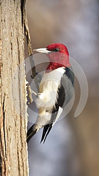 Red-headed woodpecker Melanerpes erythrocephalus photo