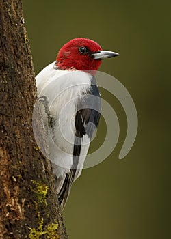 Red-headed Woodpecker on a tree stump photo