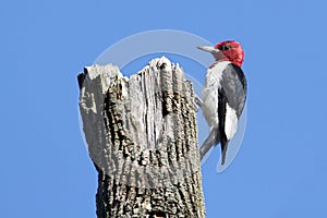 Red-headed Woodpecker (Melanerpes erythrocephalus)