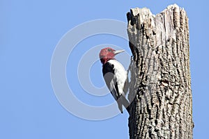 Red-headed Woodpecker (Melanerpes erythrocephalus) photo