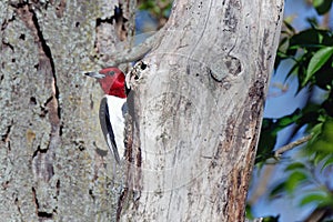 Red-headed Woodpecker Perched on a Dead Tree