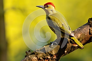 Red-headed Woodpecker Picus rufescens, Male Green Woodpecker Picus erythrorhynchus perched on a tree, AI Generated