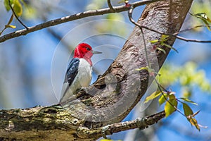 Red Headed Woodpecker.Sheldon Marsh Trail.Huron.Ohio.USA