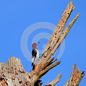 Red headed woodpecker on tree snag