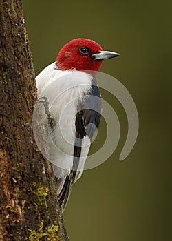 Red-headed Woodpecker on a tree stump