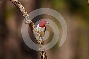 Red headed Woodpecker Weymouth Woods Preserve North Carolina