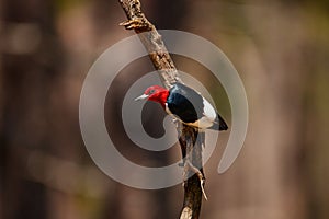 Red headed Woodpecker Weymouth Woods Sandhills Preserve NC