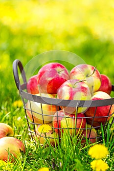 Red healthy organic apples in basket on green grass in garden