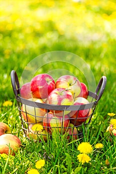 Red healthy organic apples in basket on green grass in garden