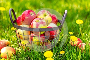 Red healthy organic apples in basket on green grass in garden