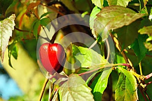 Red heart on autumn leaves background