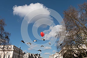 Red heart balloon and flying pigeons