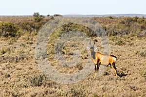 Red Heart Beast In The Field - Wildlife Park - Beaufort West