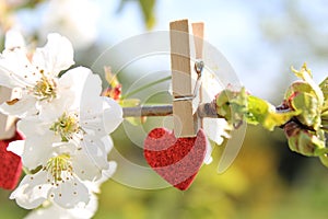 Red heart in the blooming cherry tree