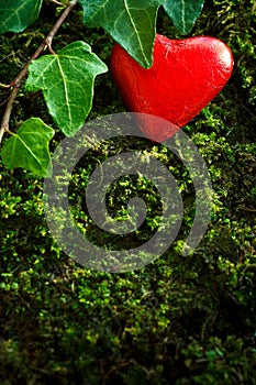 Red heart green moss ivy