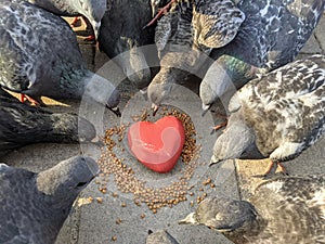 A red heart lies on the road in the grain, and there are pigeons around and look at the grain with interest