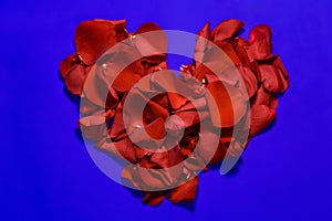 Red heart made of red rose petals isolated on a blue background.