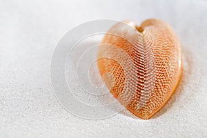 Red heart sea shell in beach white sand