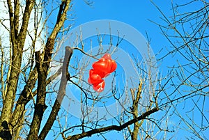 Red heart shaped balloons hanging on tree branch without leaves bright blue sky