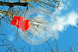 Red heart shaped balloons hanging on tree branch without leaves bright blue sky