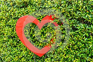 Red Heart shaped in the bush of tree