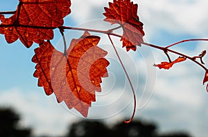 Heart shaped fall leaf