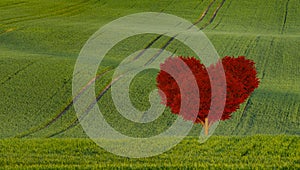 red heart shaped tree on a green field