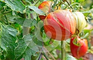 Red heart tomatoes growing in the summer garden.