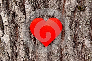 Red heart on a tree bark. Love nature concept