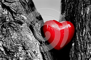 Red heart in a tree trunk. Romantic love