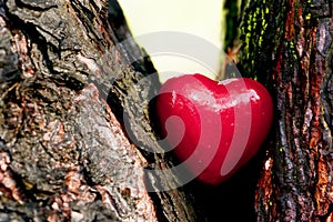 Red heart in a tree trunk. Romantic love