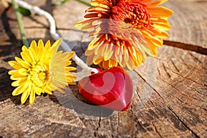 Red heart on a weathered tree trunk