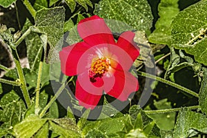 Red Heartleaf Hibiscus Flower Tucson Arizona photo