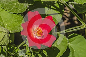 Red Heartleaf Hibiscus Flower Tucson Arizona photo