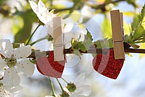 Red hearts in the blooming cherry tree