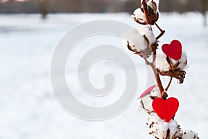 Red hearts and gossypium