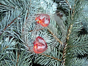 Red hearts and green branch of spruce, Valentine`s day