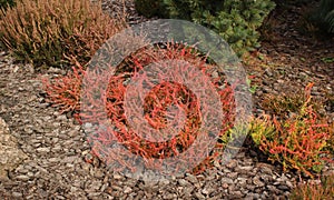 Red heather (Calluna vulgaris, Robert Chapman) in the garden