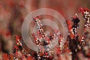 Red heather - Erica