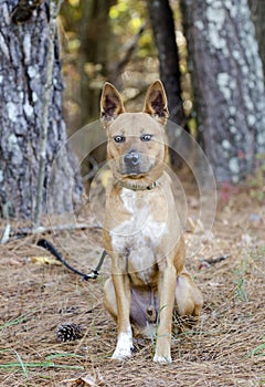Red Heeler cattledog mixed breed dog